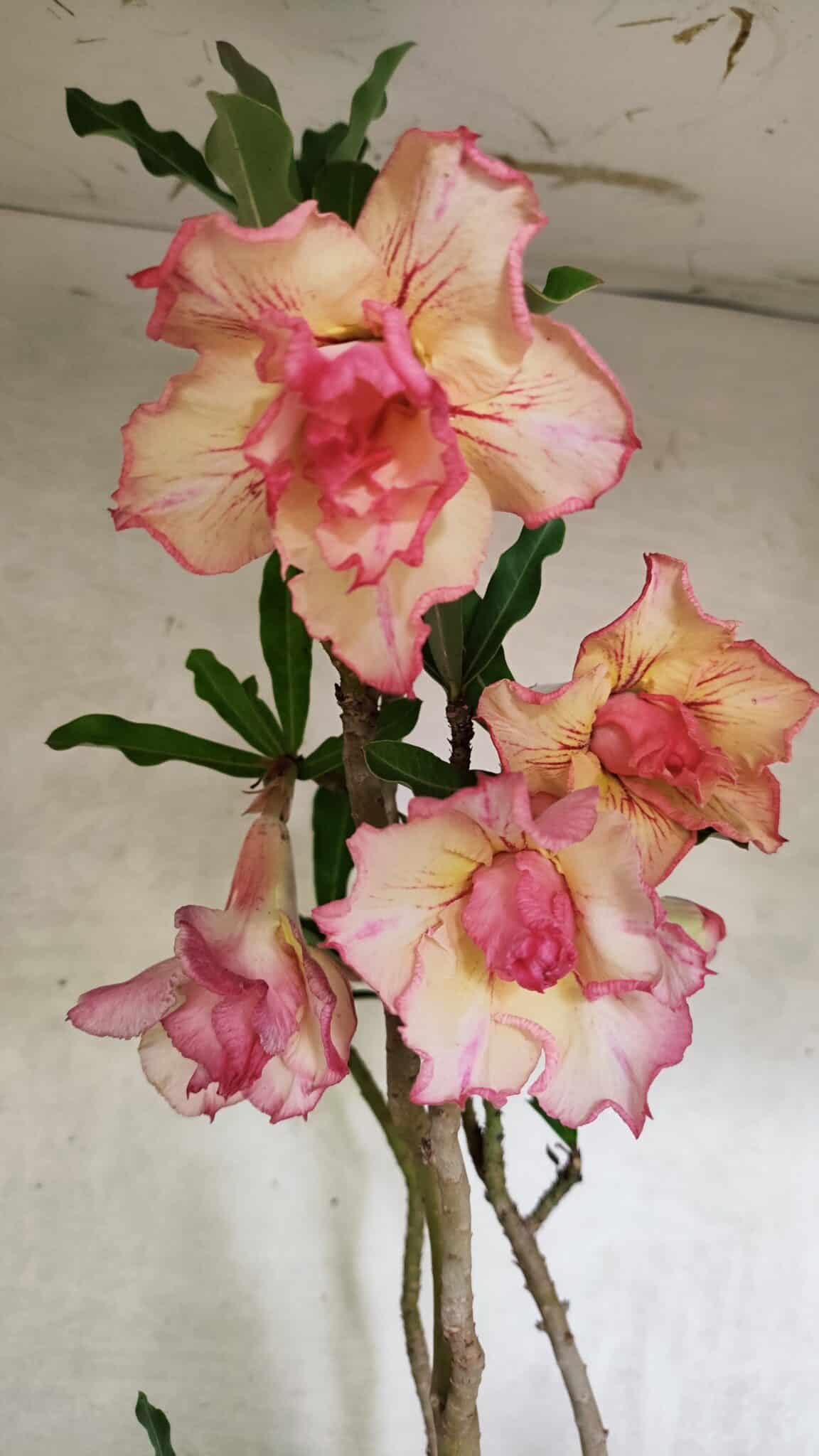 Planta Dobrada 3758 – 60cm – 04 anos - foto 4
