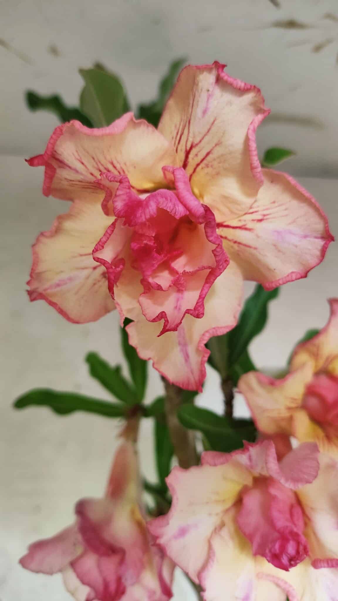 Planta Dobrada 3758 – 60cm – 04 anos - foto 3