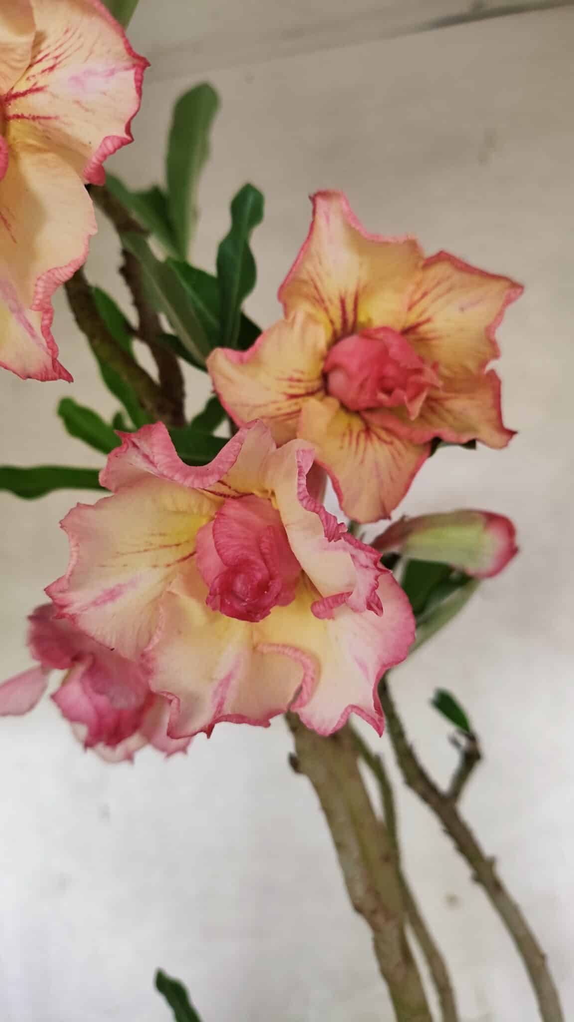 Planta Dobrada 3758 – 60cm – 04 anos - foto 5