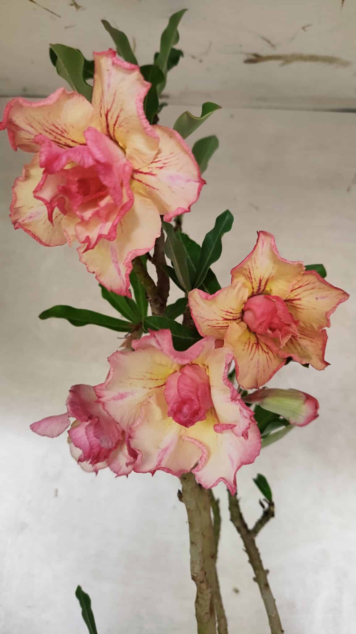 Planta Dobrada 3758 – 60cm – 04 anos - foto 6
