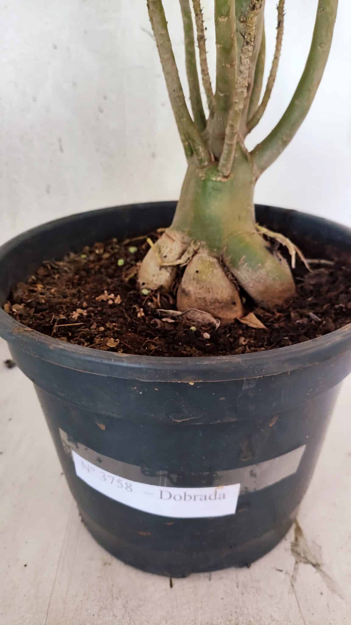 Planta Dobrada 3758 – 60cm – 04 anos - foto 10