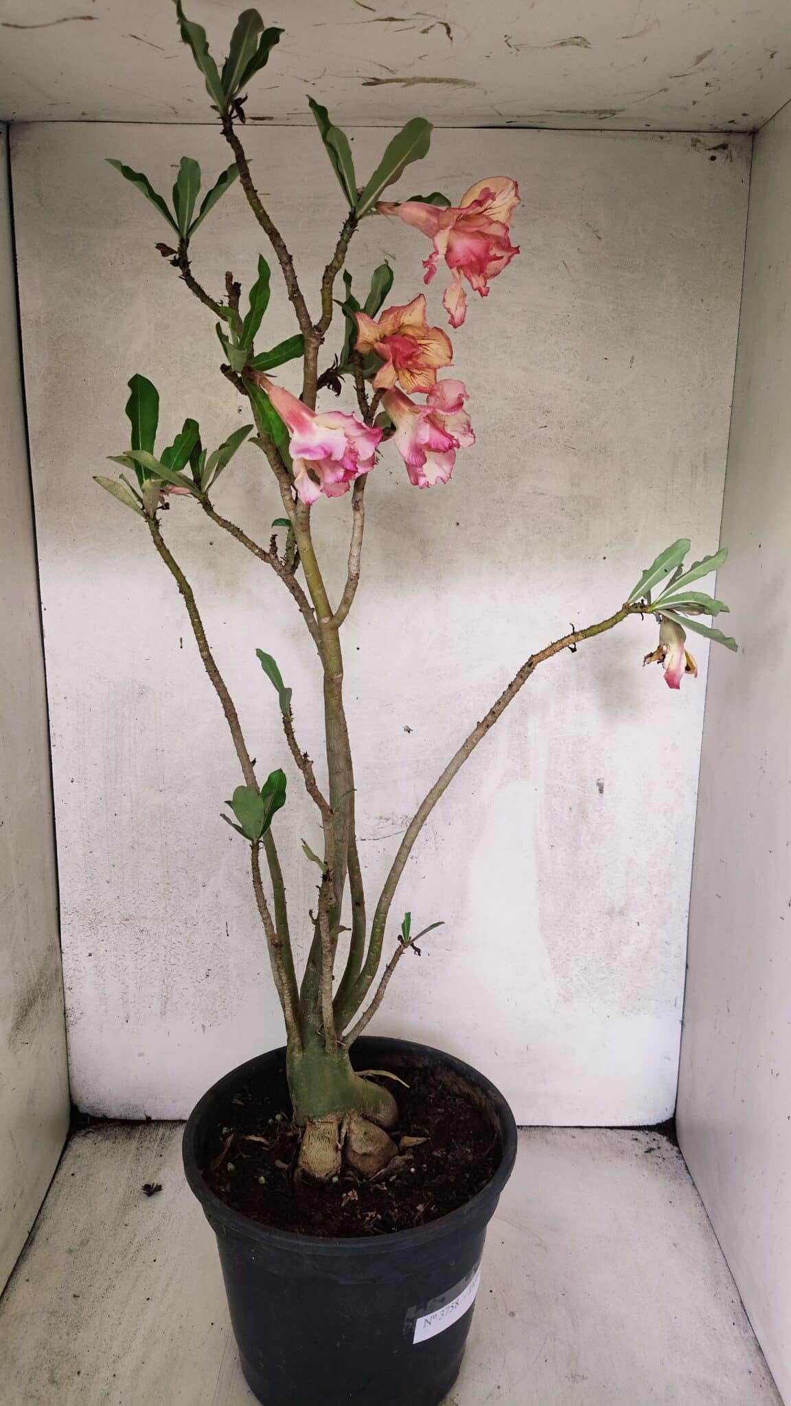 Planta Dobrada 3758 – 60cm – 04 anos - foto 9