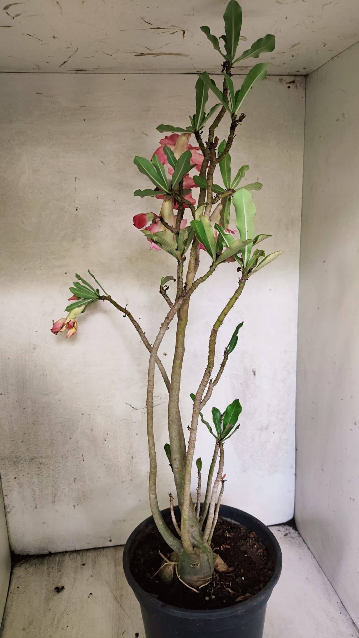 Planta Dobrada 3758 – 60cm – 04 anos - foto 8