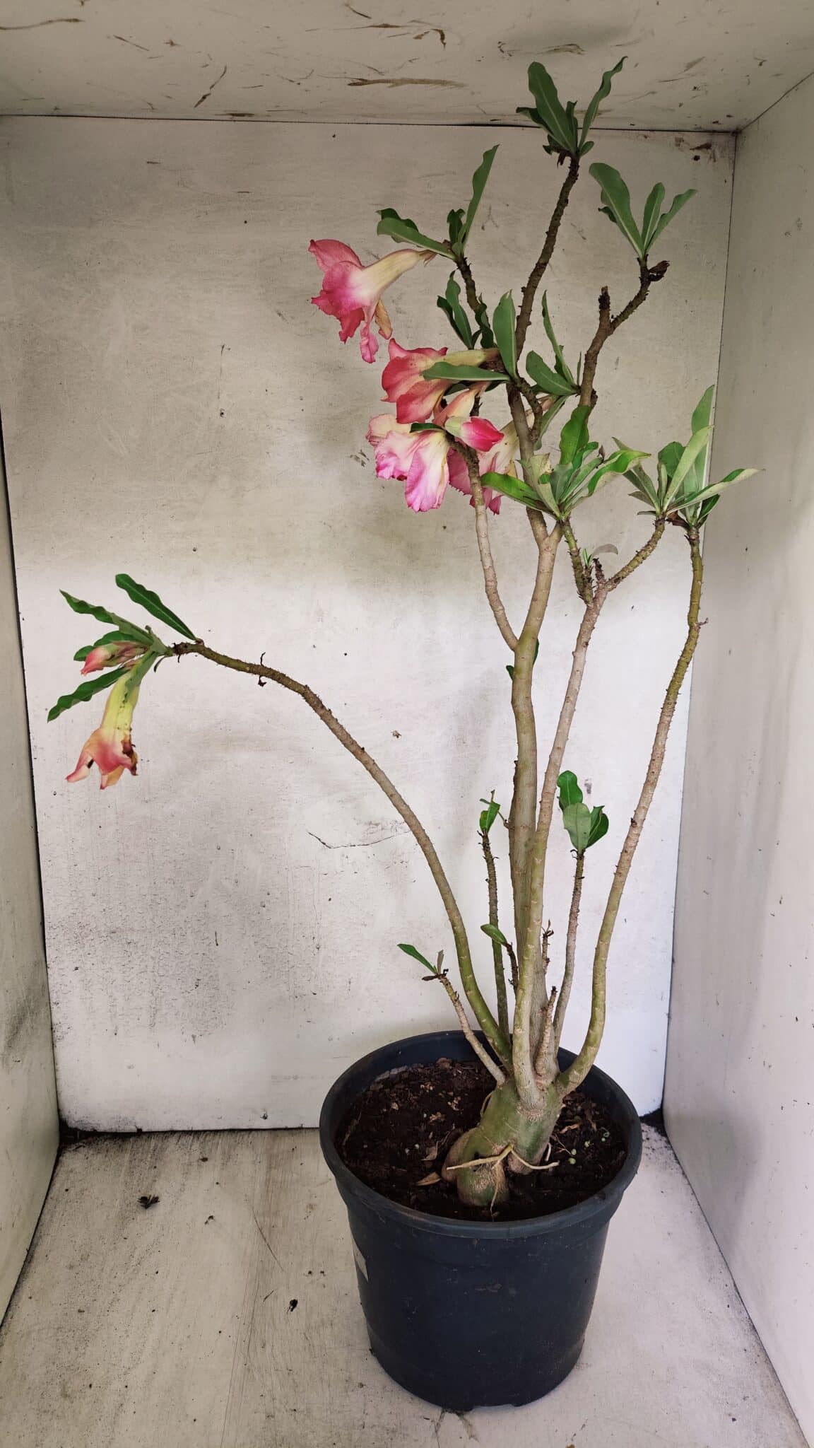 Planta Dobrada 3758 – 60cm – 04 anos - foto 7