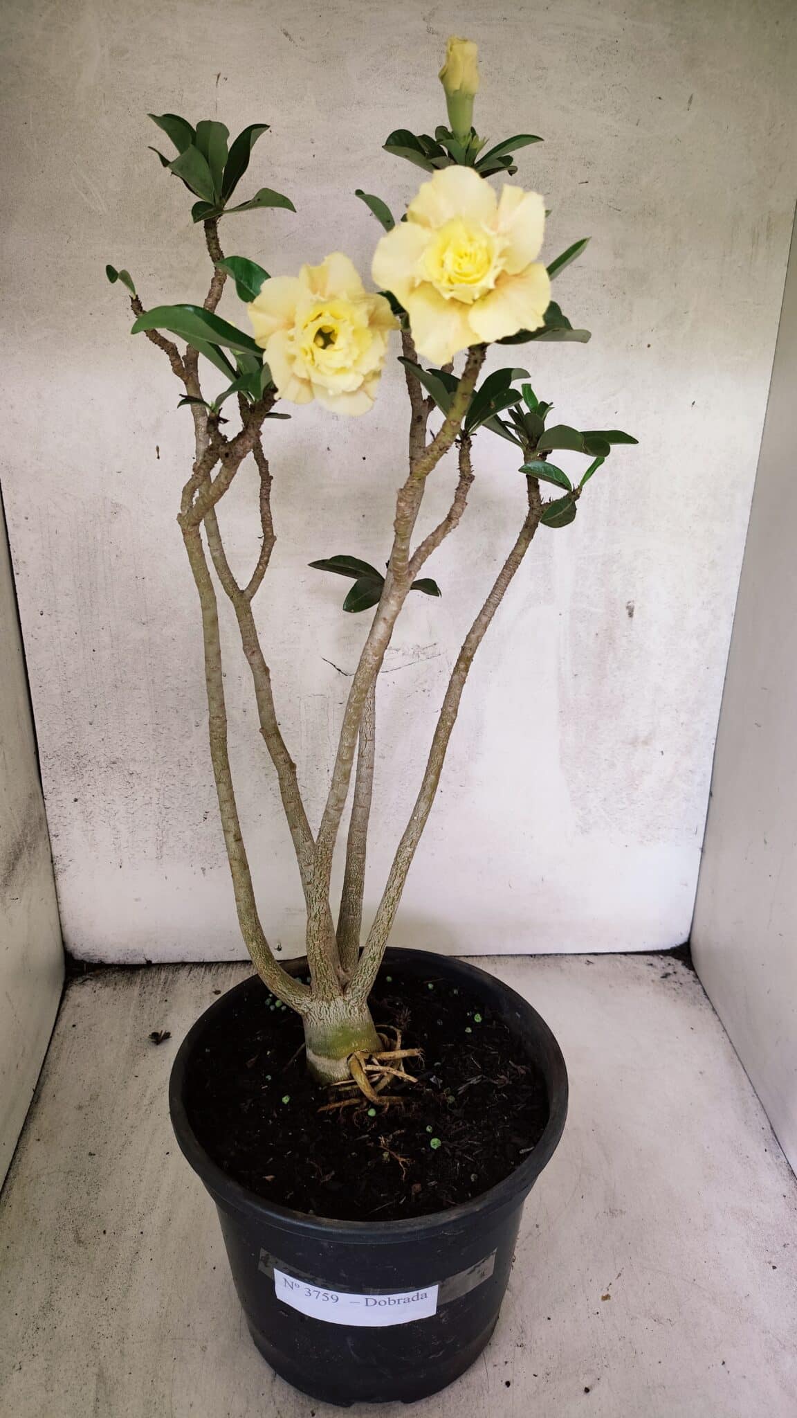 Planta Dobrada 3759 – 50cm – 04 anos - foto 2