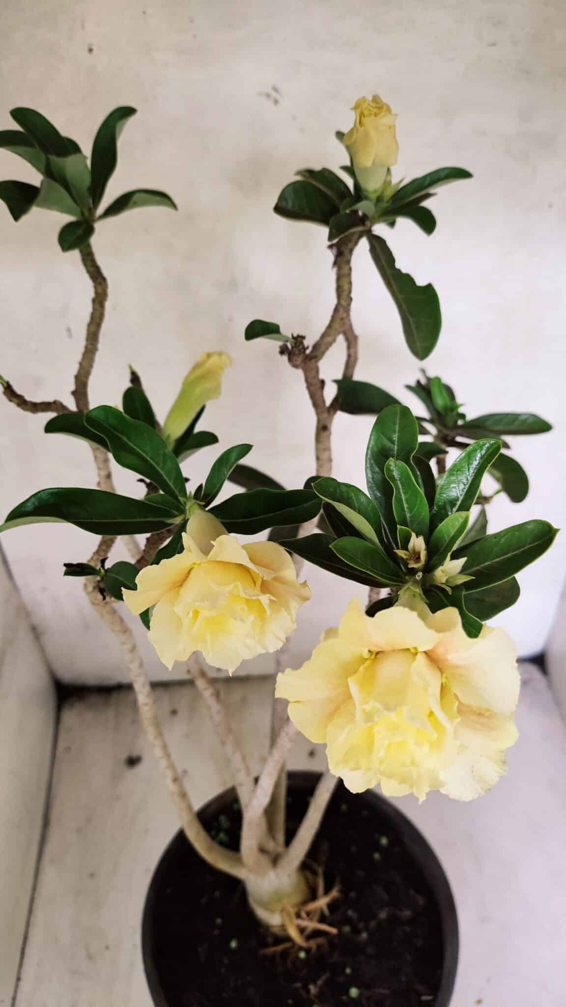 Planta Dobrada 3759 – 50cm – 04 anos - foto 5