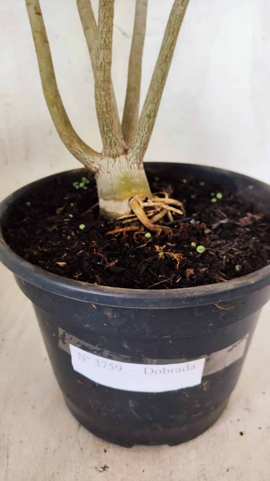 Planta Dobrada 3759 – 50cm – 04 anos - foto 11