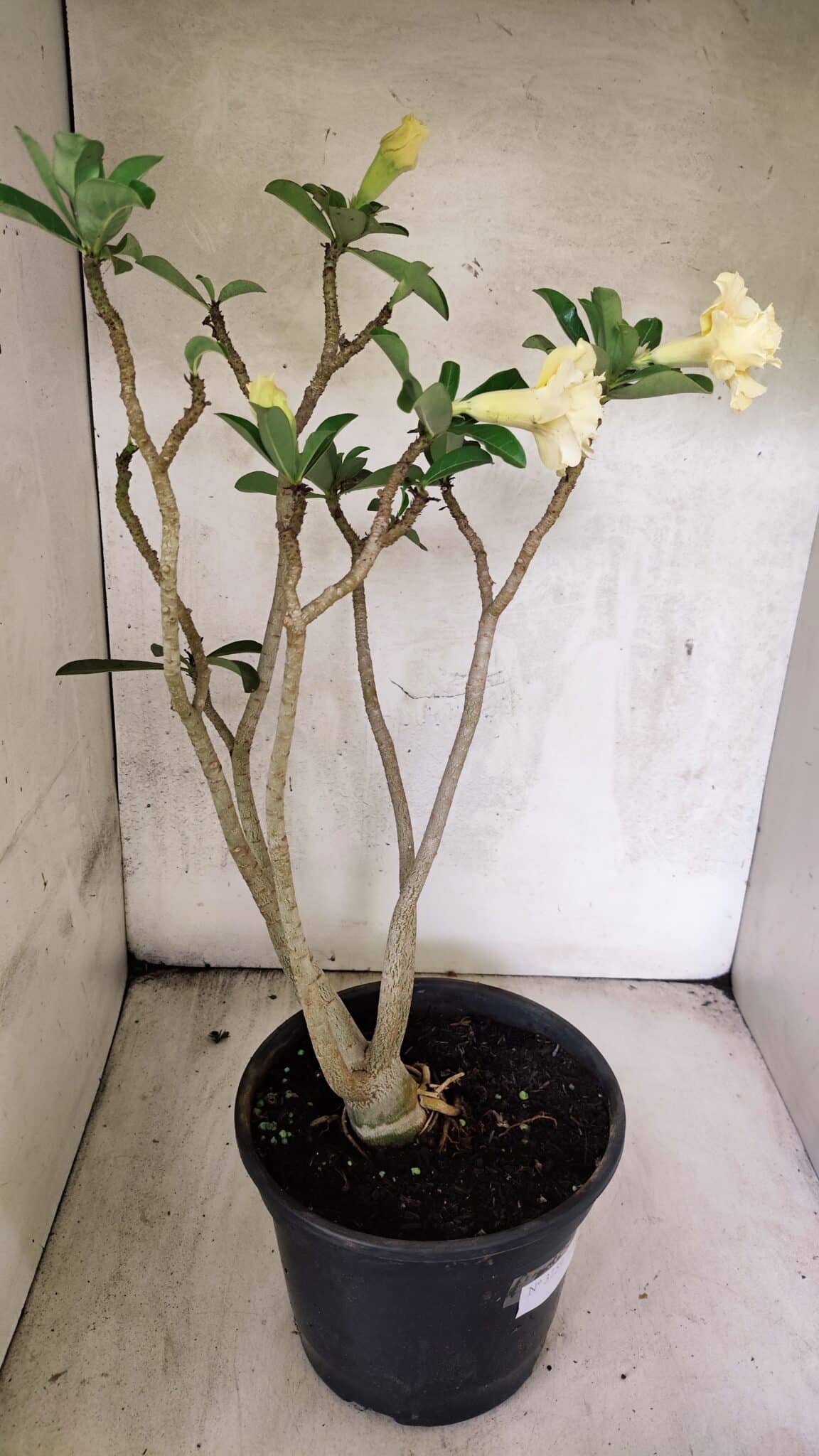 Planta Dobrada 3759 – 50cm – 04 anos - foto 10