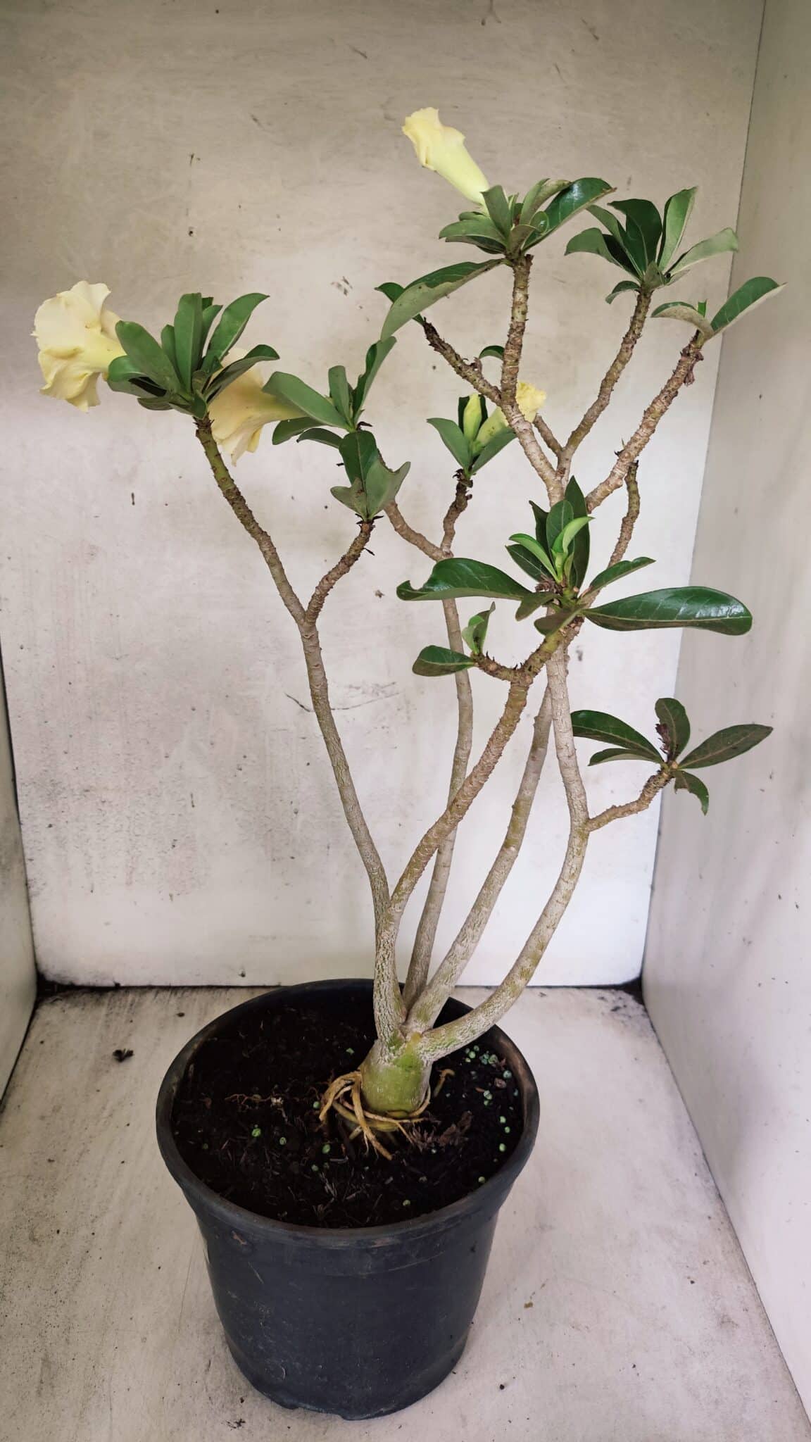 Planta Dobrada 3759 – 50cm – 04 anos - foto 9