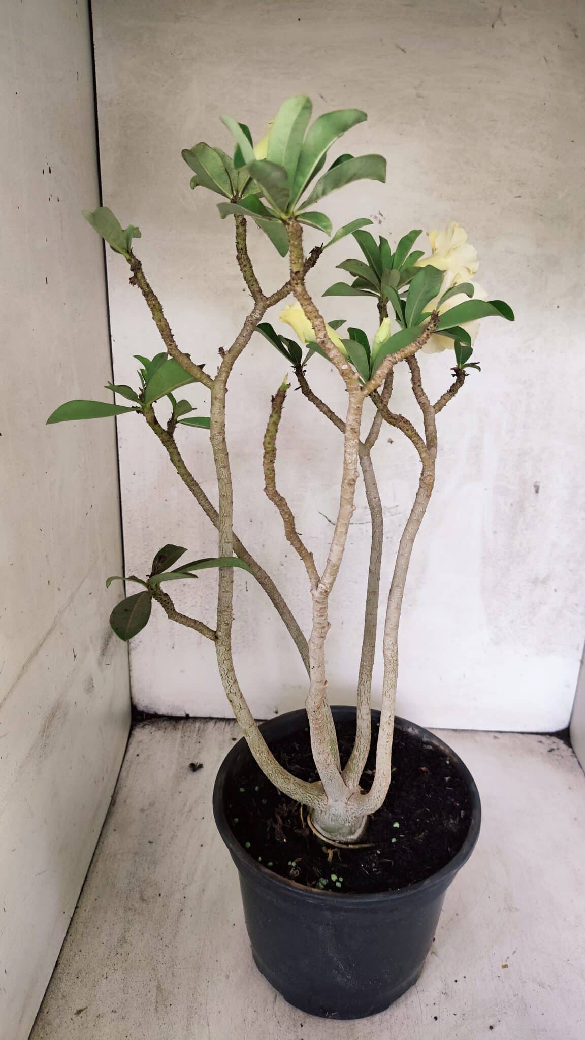 Planta Dobrada 3759 – 50cm – 04 anos - foto 8