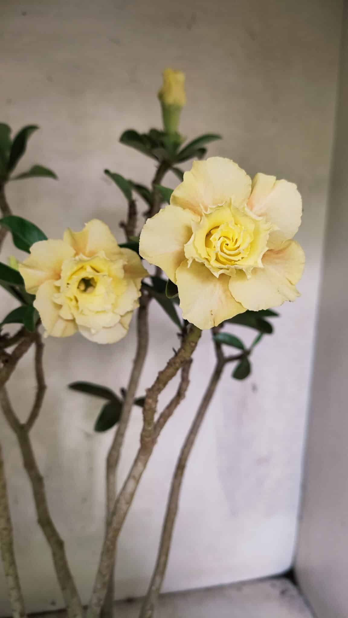 Planta Dobrada 3759 – 50cm – 04 anos - foto 7