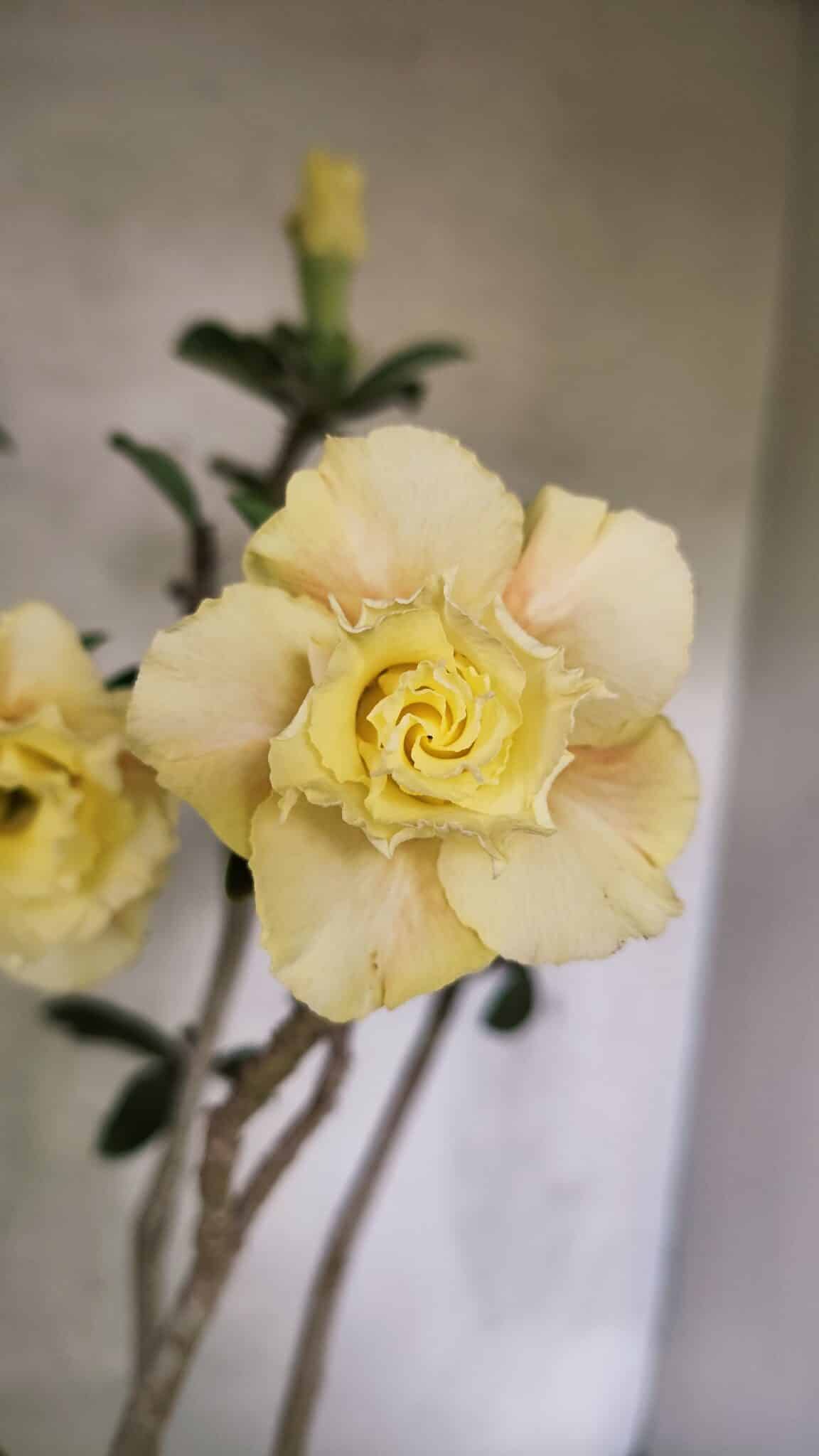 Planta Dobrada 3759 – 50cm – 04 anos - foto 3