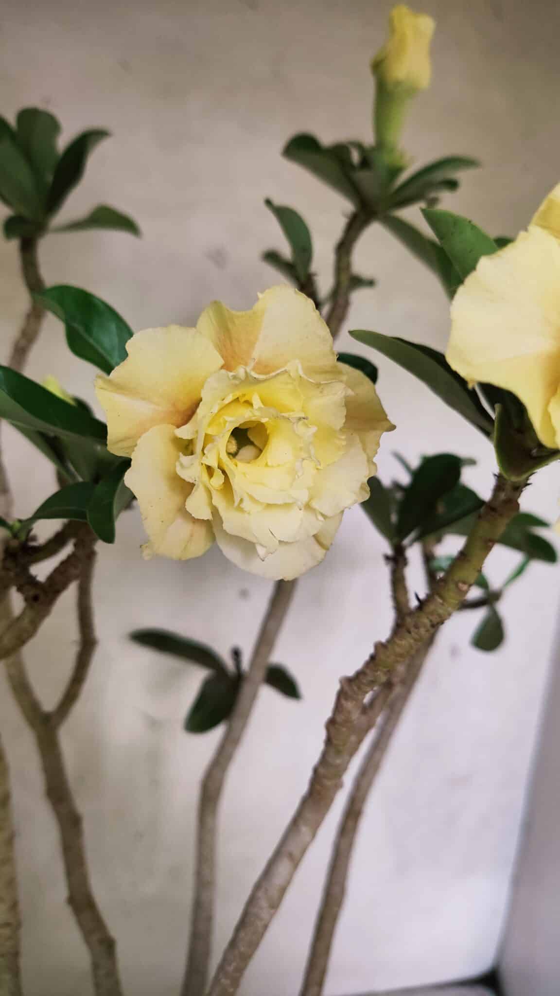 Planta Dobrada 3759 – 50cm – 04 anos - foto 6