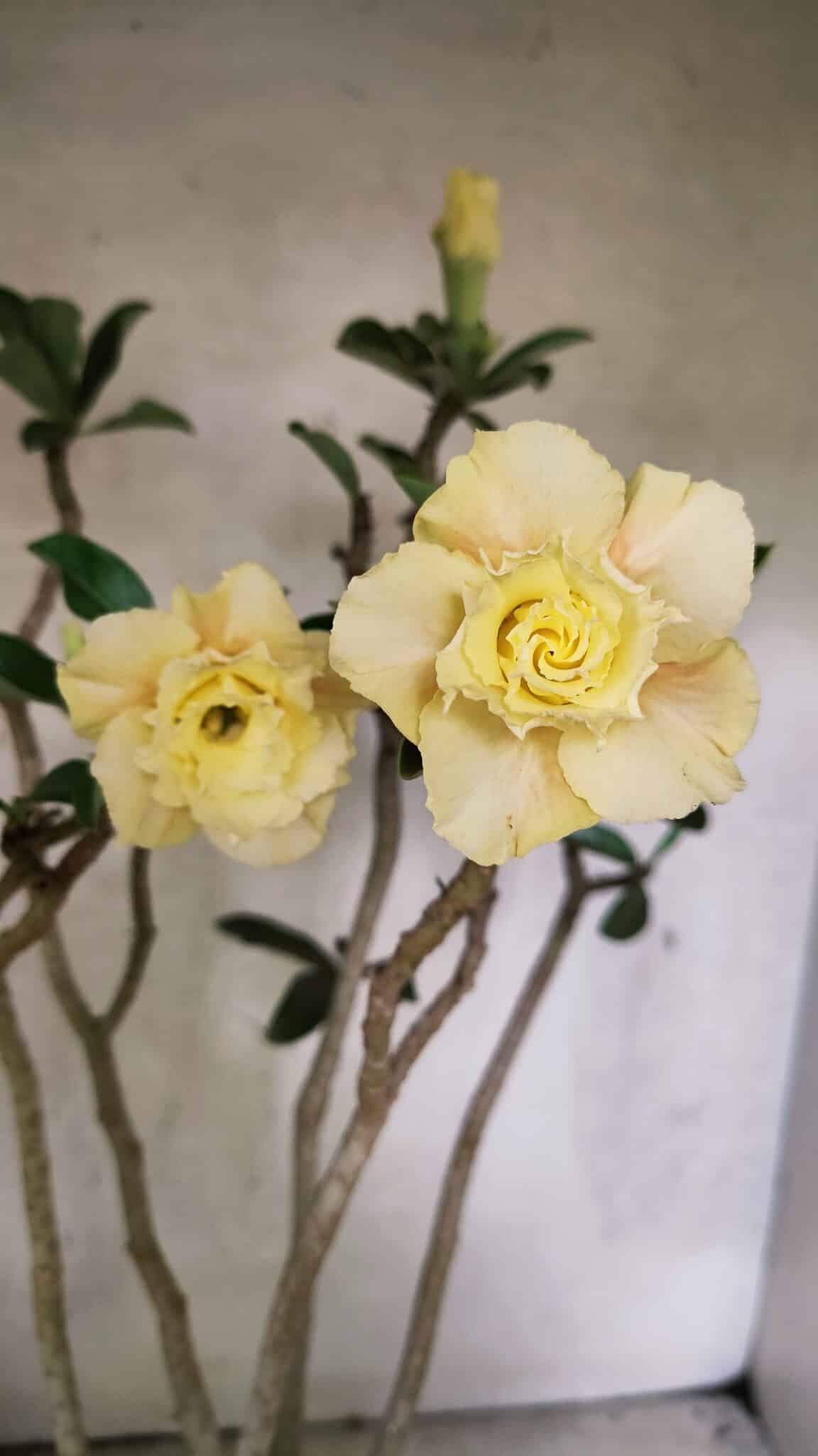 Planta Dobrada 3759 – 50cm – 04 anos - foto 4