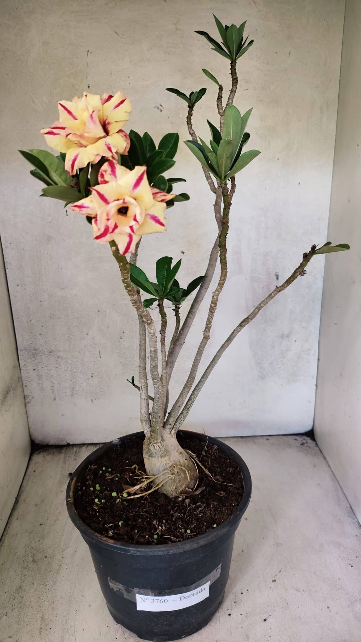 Planta Dobrada 3760 – 50cm – 04 anos - foto 2