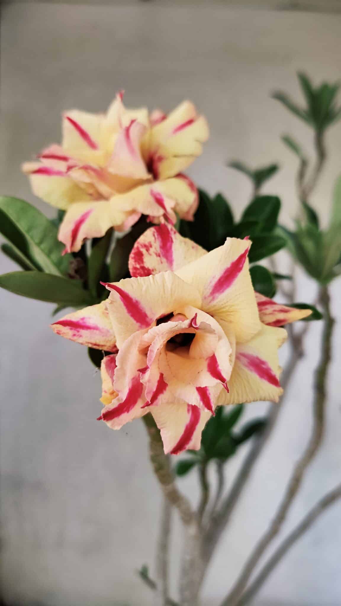 Planta Dobrada 3760 – 50cm – 04 anos - foto 10