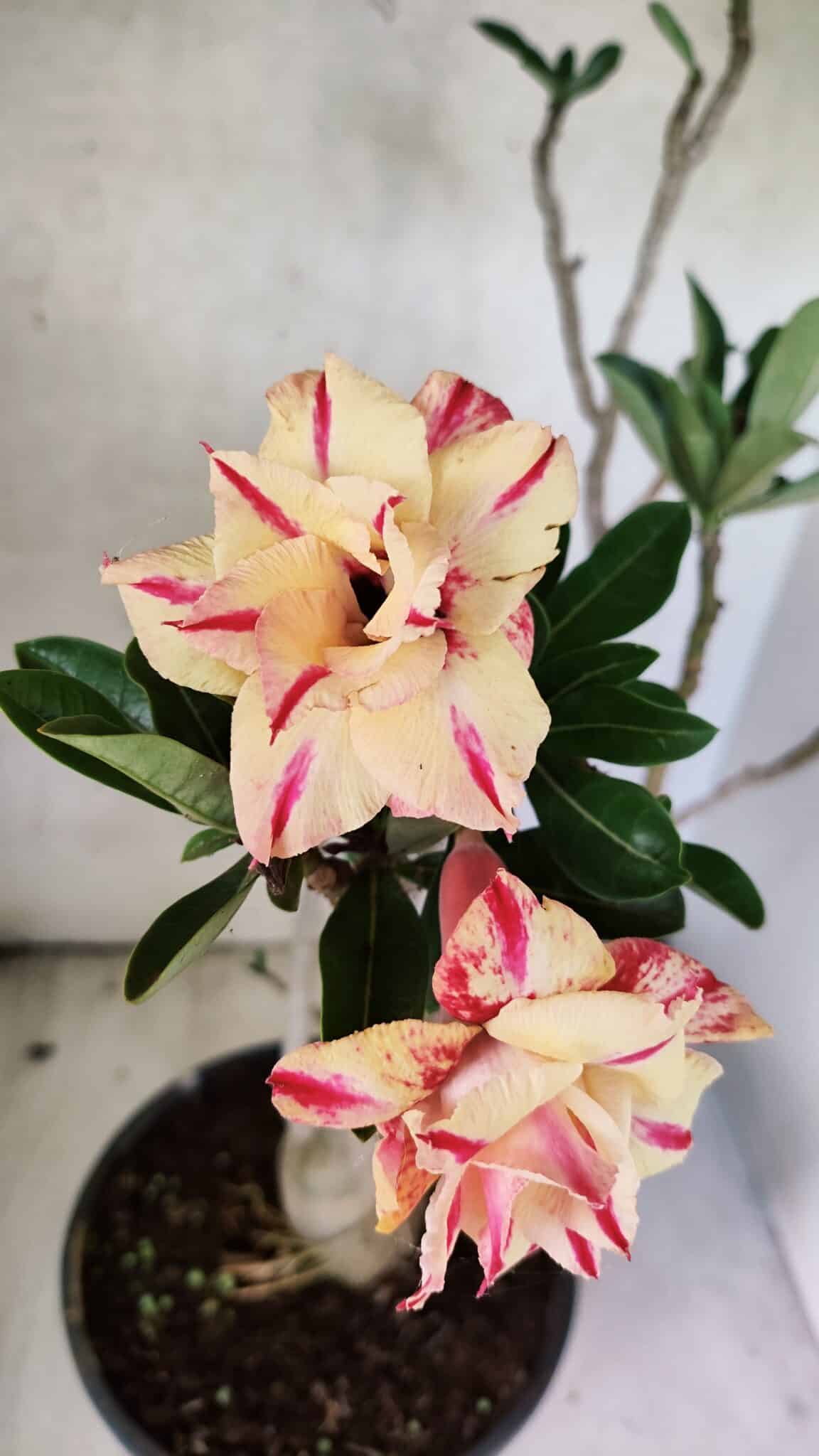 Planta Dobrada 3760 – 50cm – 04 anos - foto 5