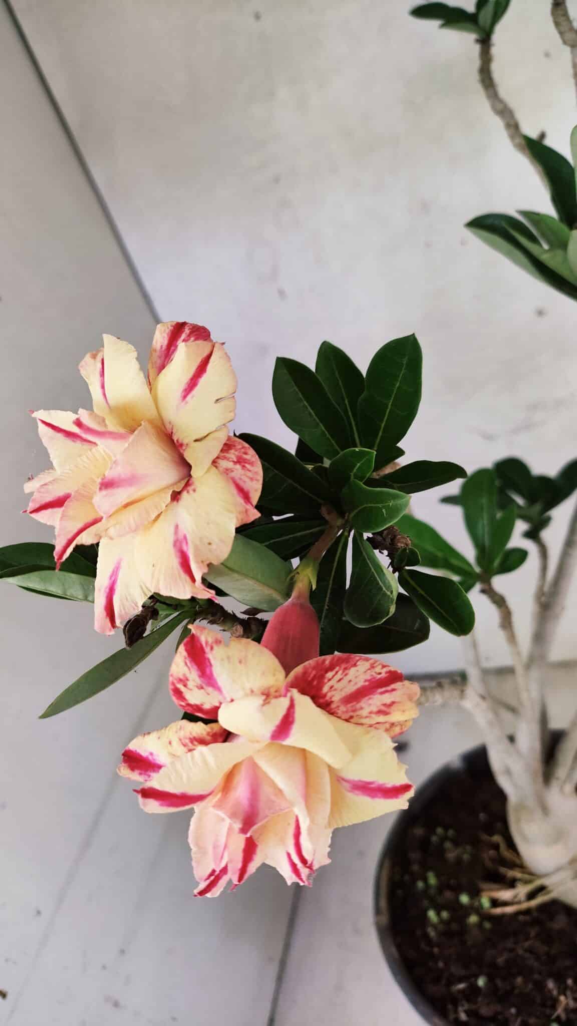 Planta Dobrada 3760 – 50cm – 04 anos - foto 6