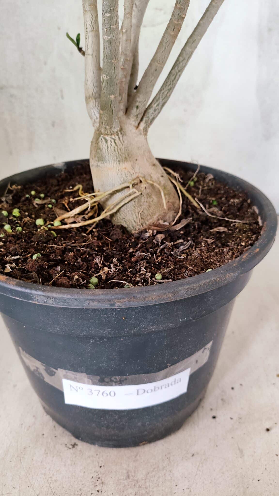 Planta Dobrada 3760 – 50cm – 04 anos - foto 9