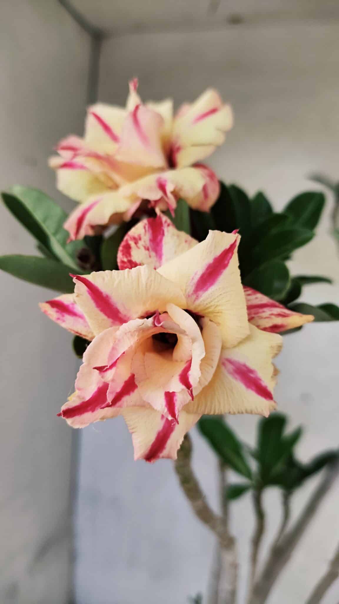 Planta Dobrada 3760 – 50cm – 04 anos - foto 3
