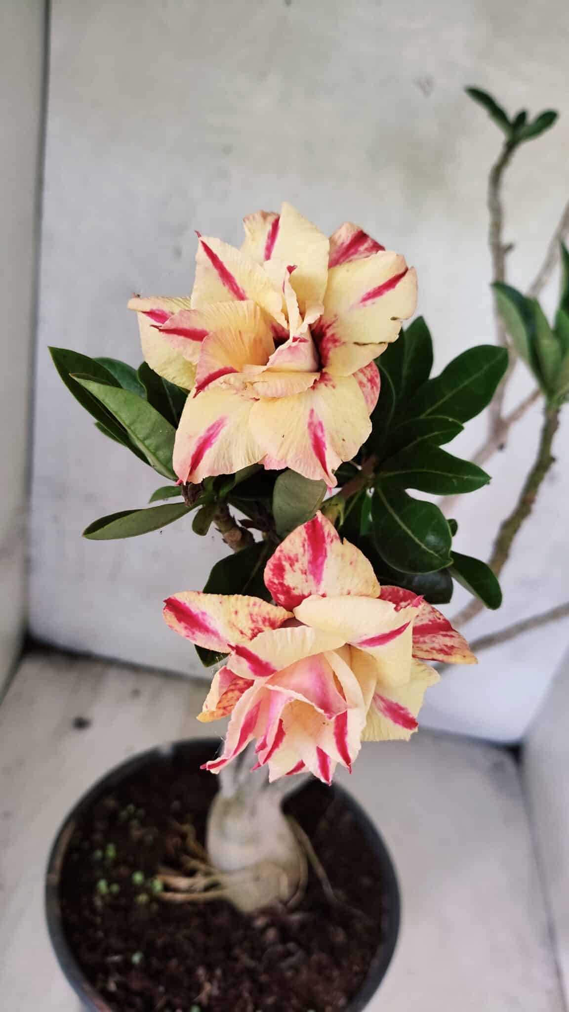 Planta Dobrada 3760 – 50cm – 04 anos - foto 4