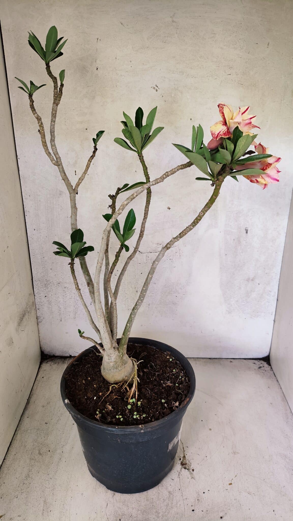 Planta Dobrada 3760 – 50cm – 04 anos - foto 8
