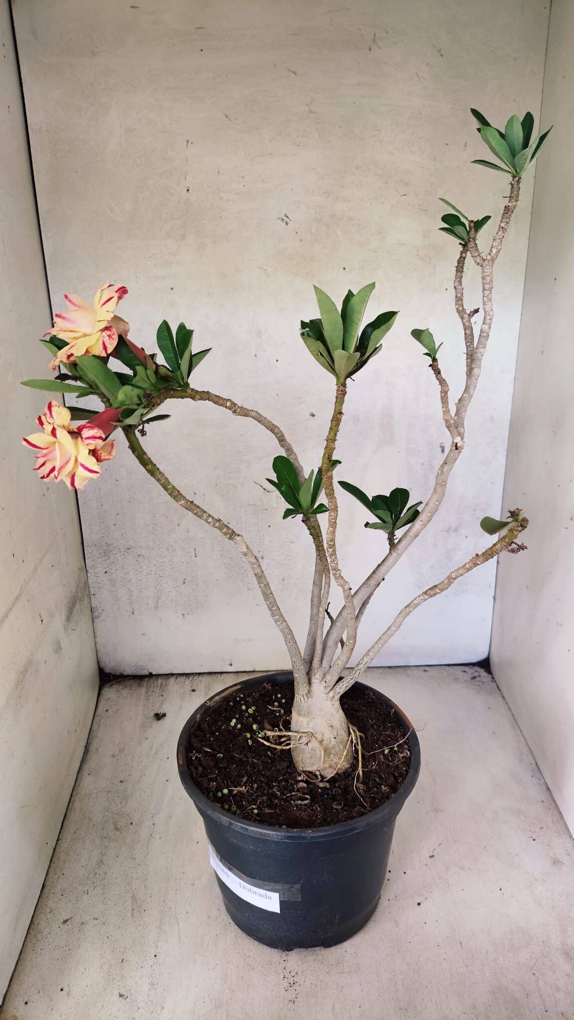 Planta Dobrada 3760 – 50cm – 04 anos - foto 7