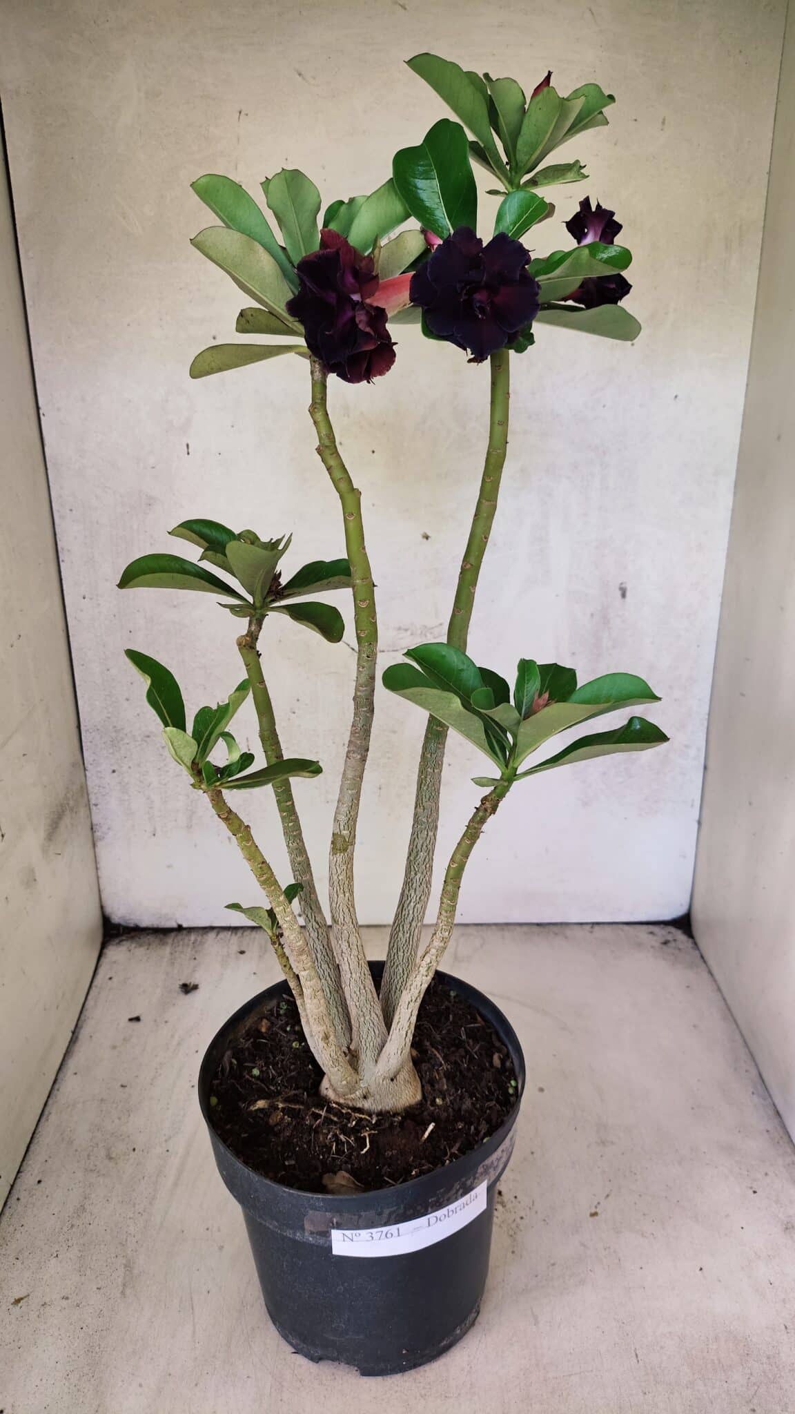 Planta Dobrada 3761 – 50cm – 04 anos - foto 2