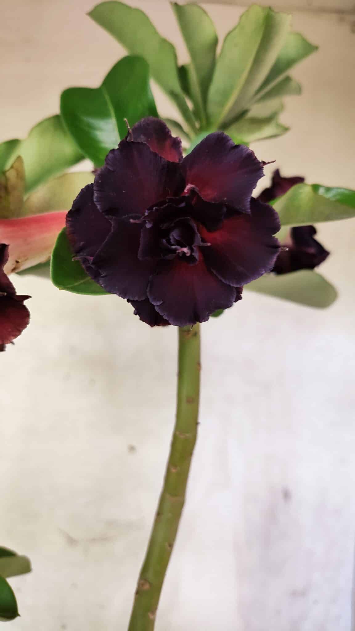 Planta Dobrada 3761 – 50cm – 04 anos - foto 7