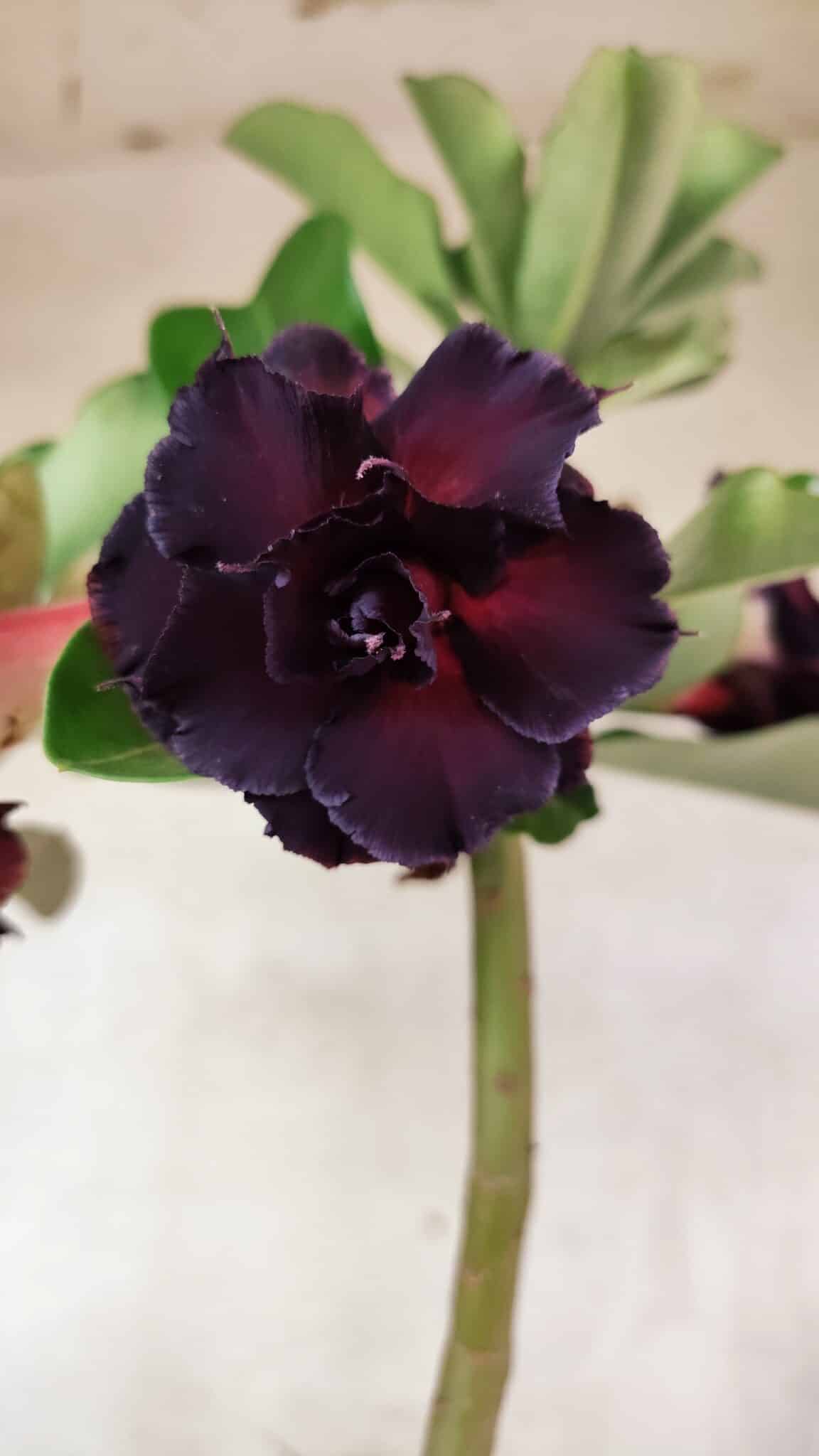 Planta Dobrada 3761 – 50cm – 04 anos - Adenium Rosa do Deserto
