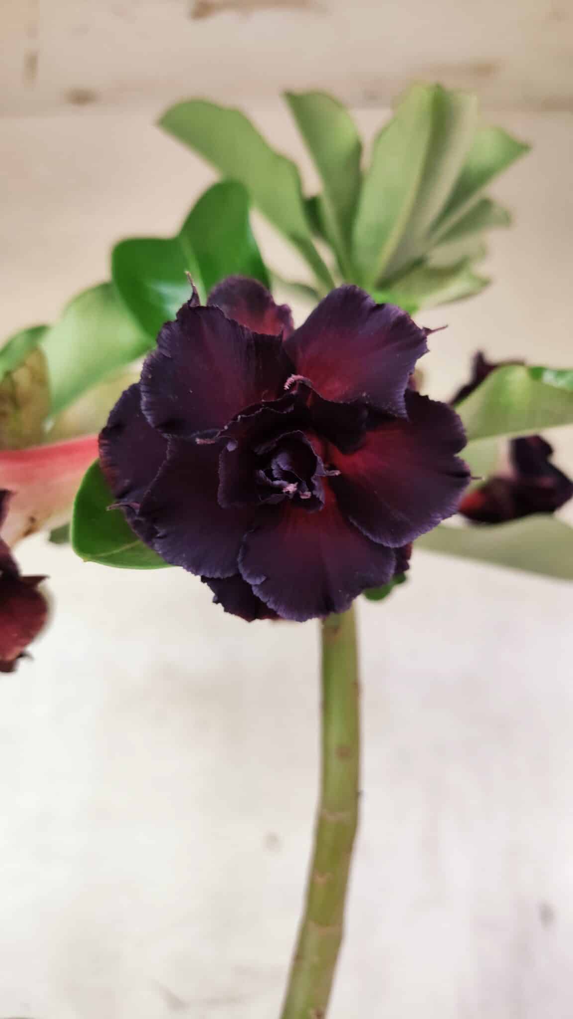 Planta Dobrada 3761 – 50cm – 04 anos - foto 3