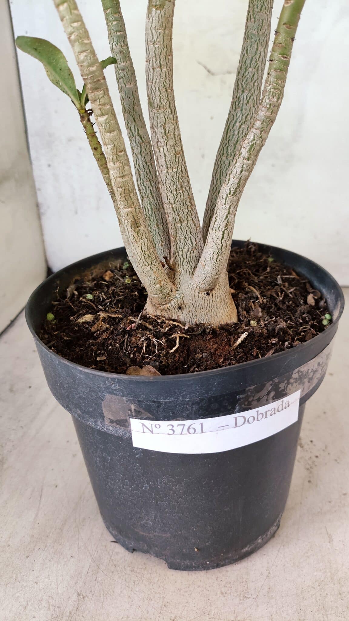 Planta Dobrada 3761 – 50cm – 04 anos - foto 8