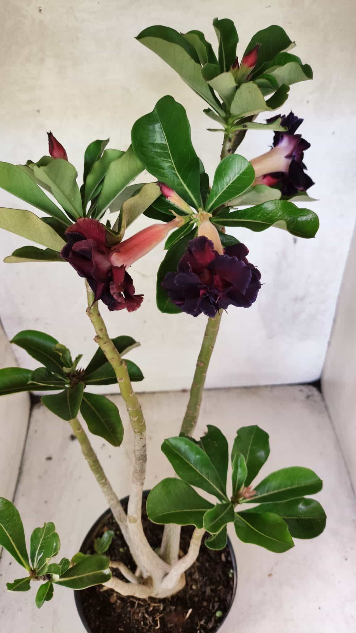 Planta Dobrada 3761 – 50cm – 04 anos - foto 4
