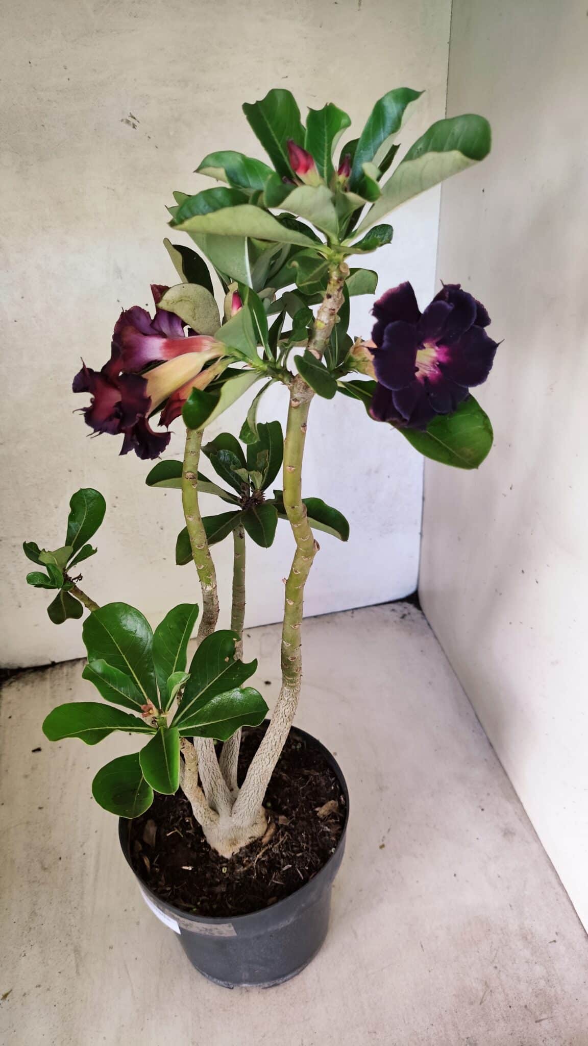 Planta Dobrada 3761 – 50cm – 04 anos - foto 6