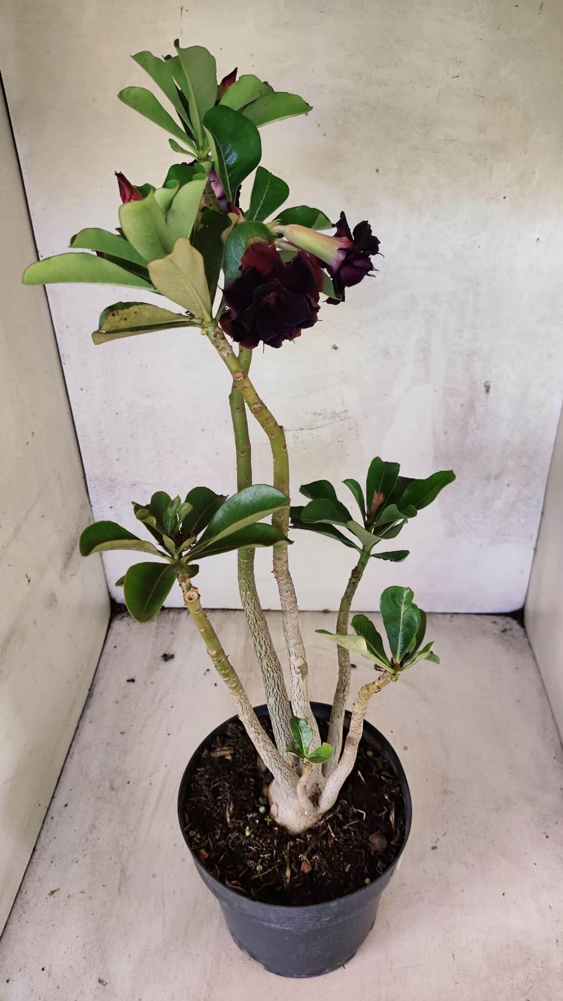 Planta Dobrada 3761 – 50cm – 04 anos - foto 5