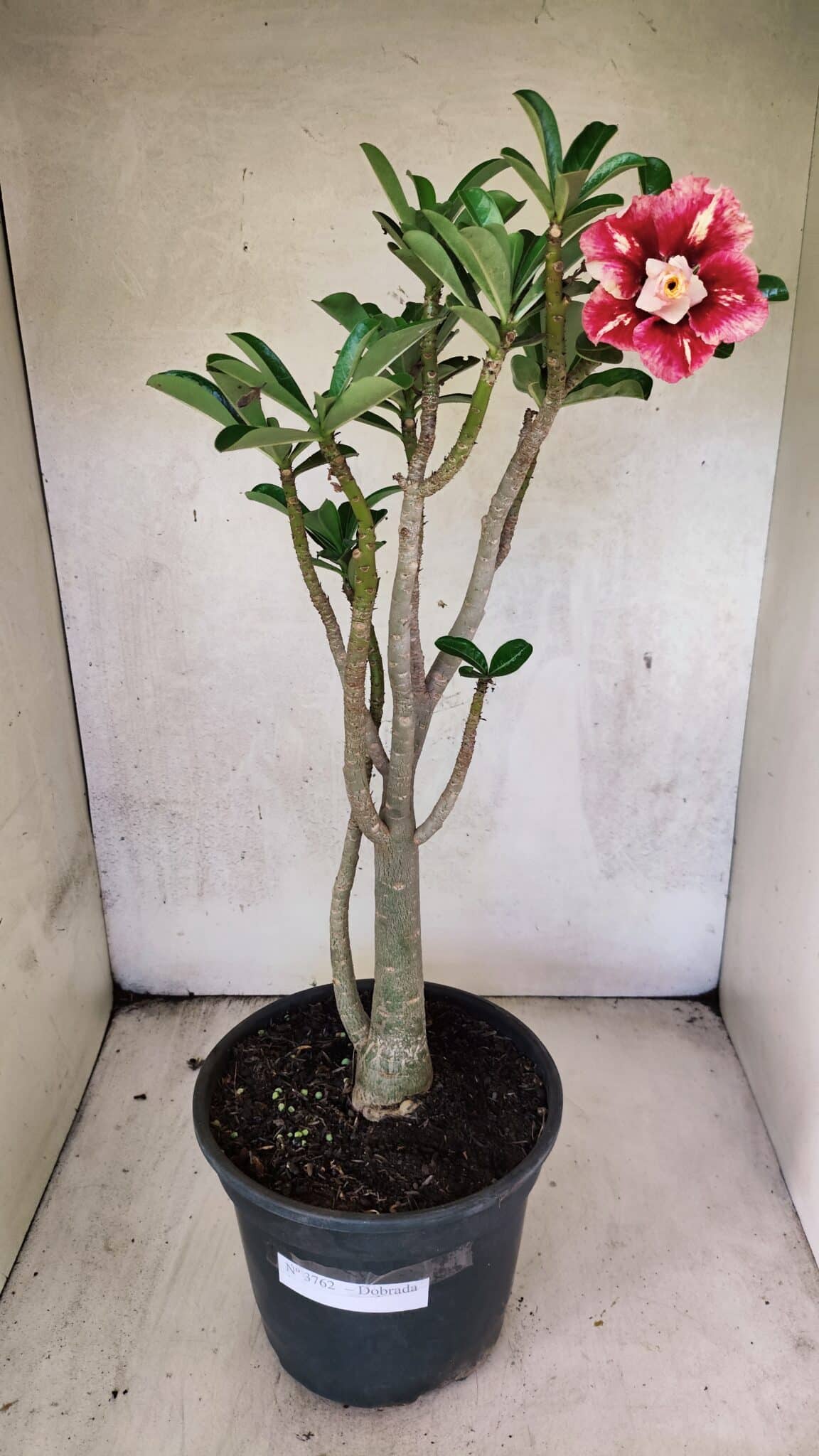Planta Dobrada 3762 – 50cm – 04 anos - foto 2