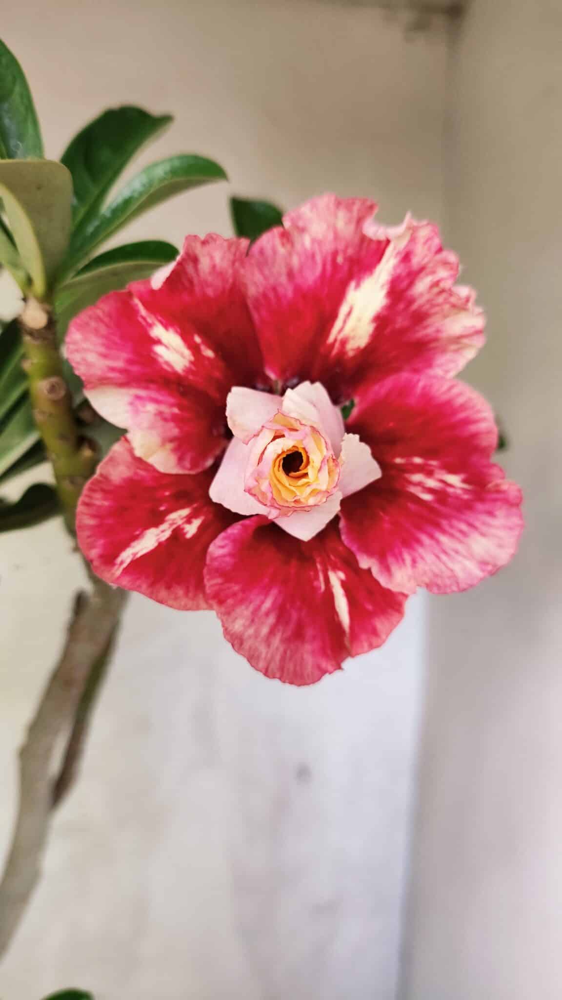 Planta Dobrada 3762 – 50cm – 04 anos - foto 3
