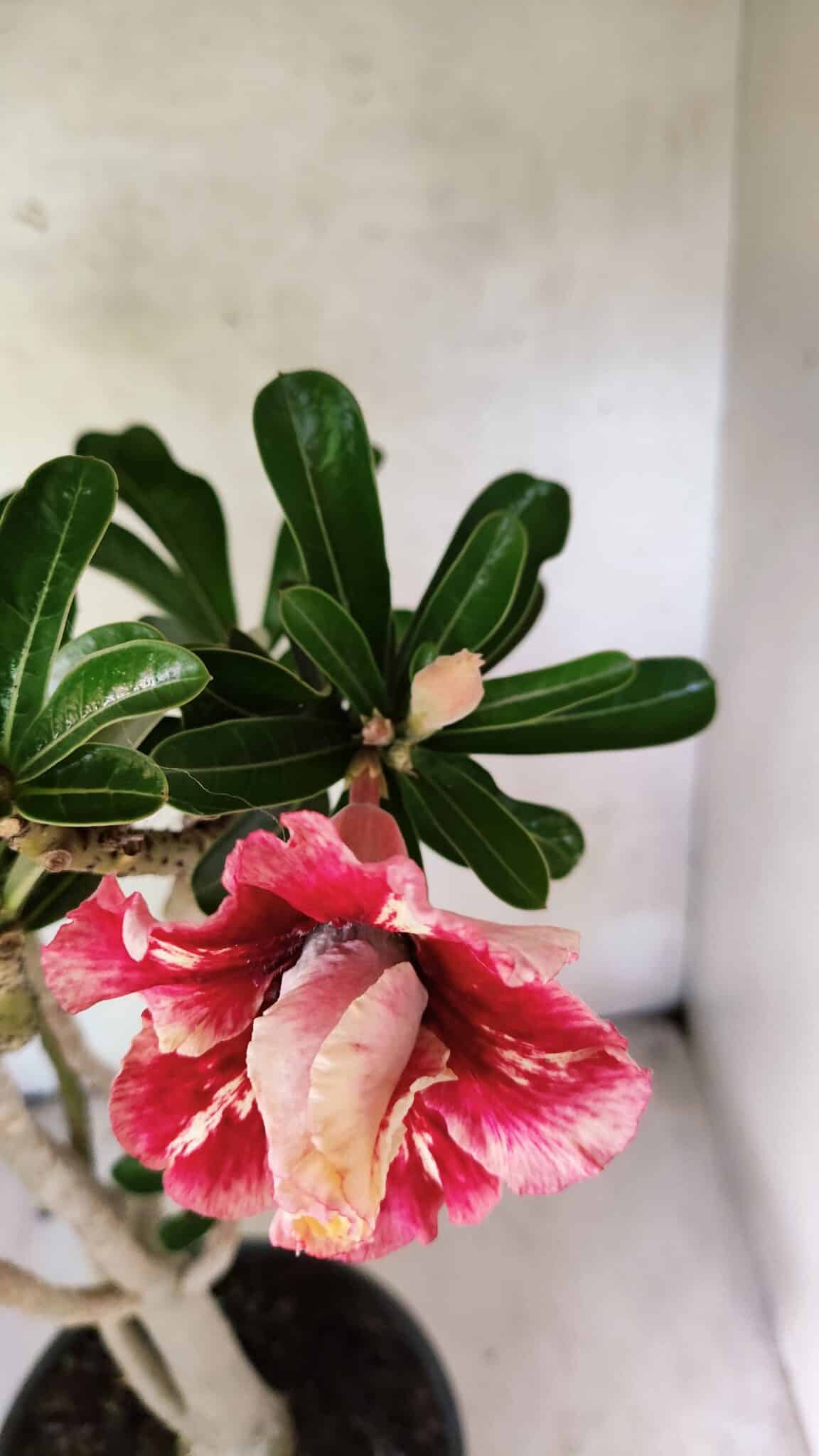 Planta Dobrada 3762 – 50cm – 04 anos - foto 4