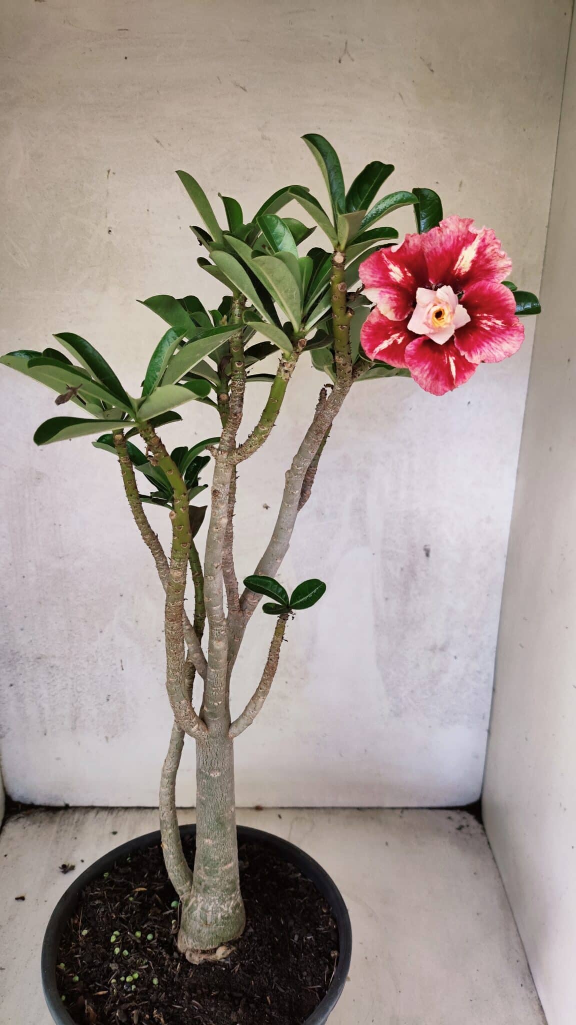 Planta Dobrada 3762 – 50cm – 04 anos - foto 5