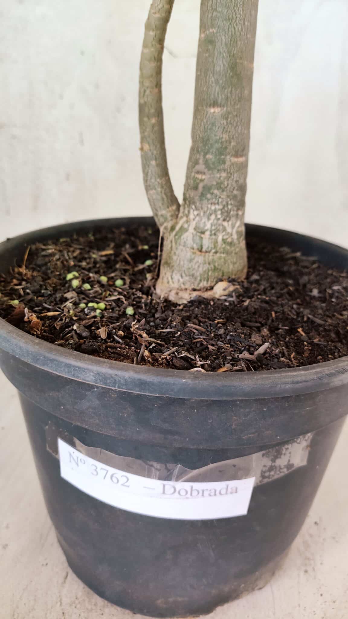 Planta Dobrada 3762 – 50cm – 04 anos - foto 9