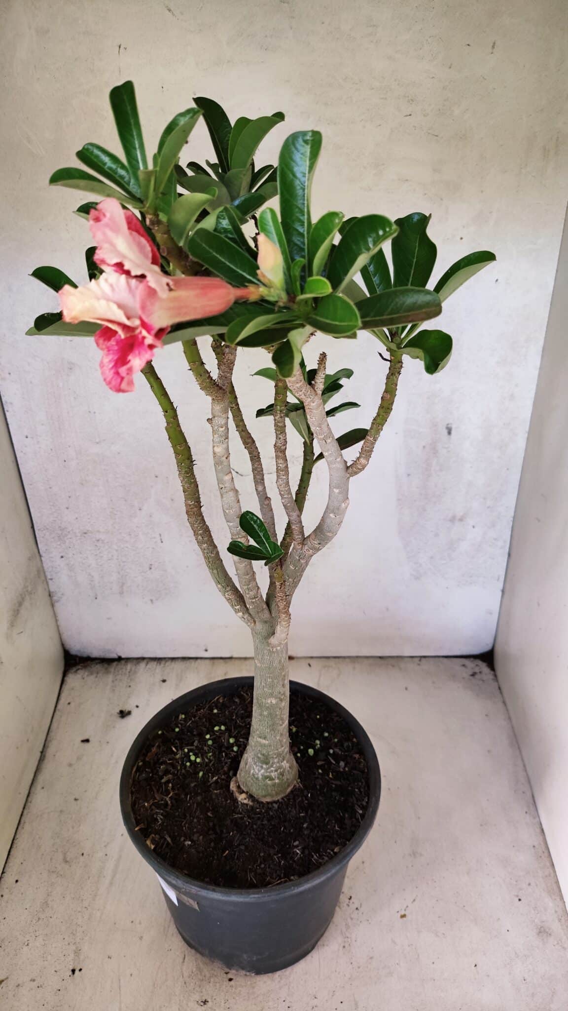Planta Dobrada 3762 – 50cm – 04 anos - foto 8