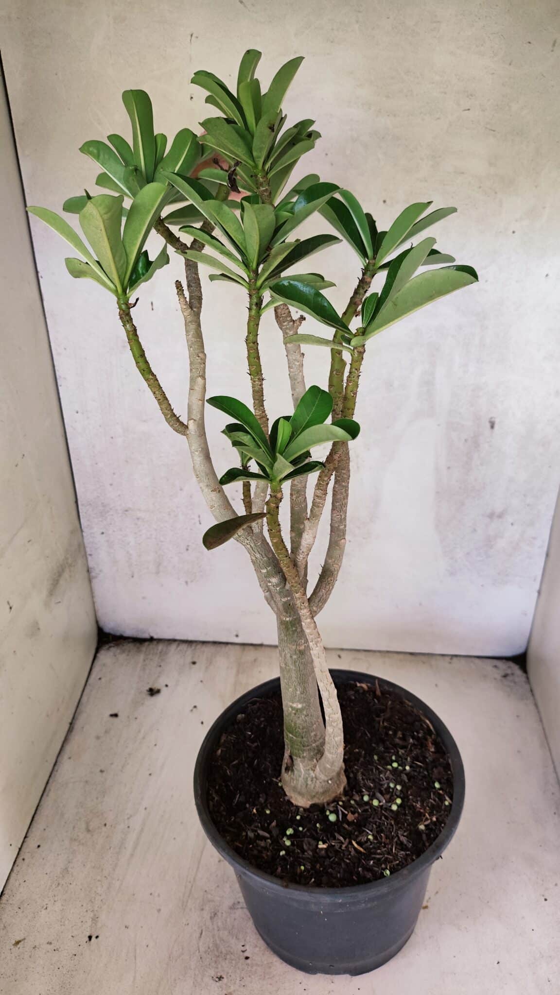 Planta Dobrada 3762 – 50cm – 04 anos - foto 7