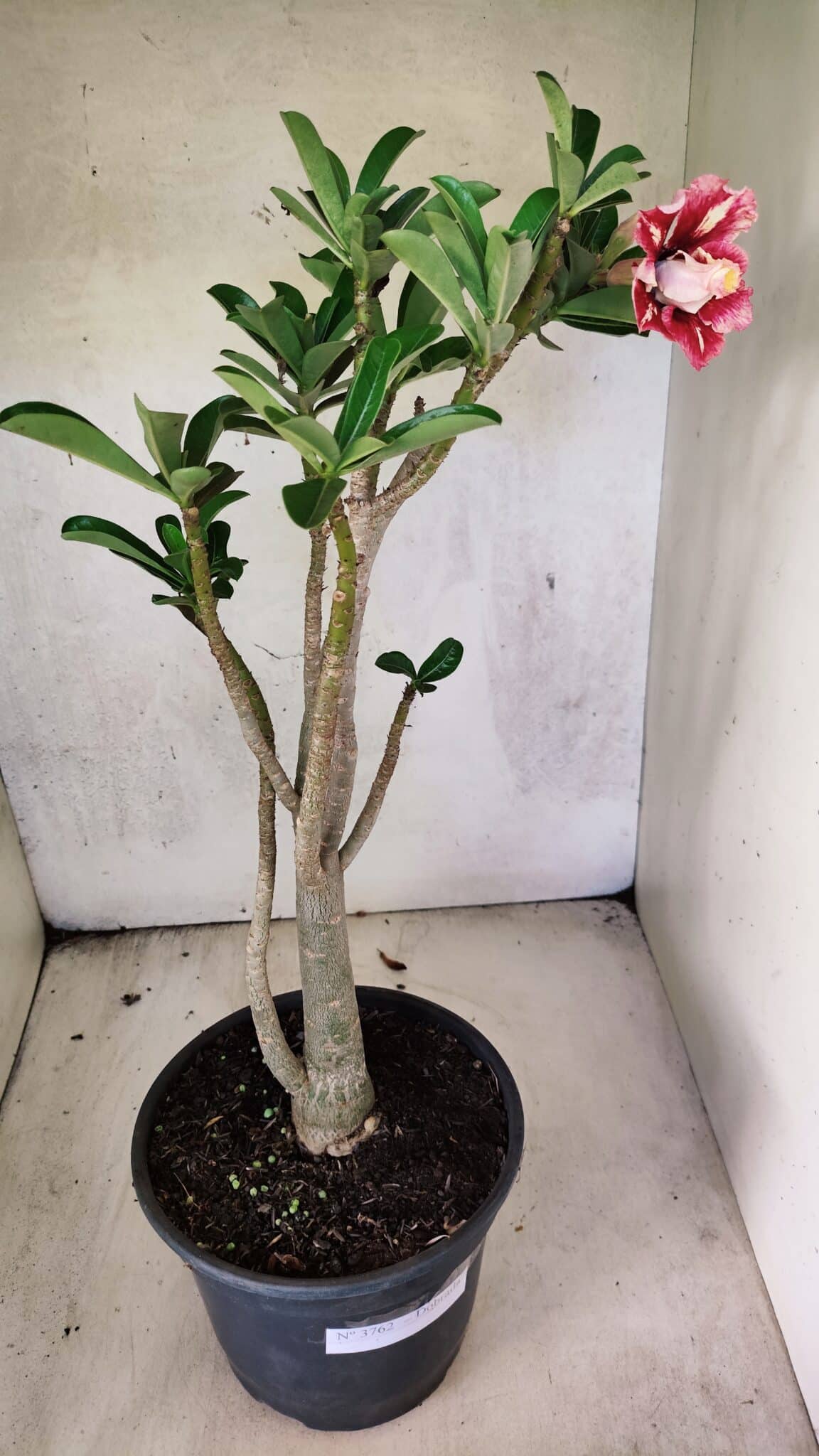 Planta Dobrada 3762 – 50cm – 04 anos - foto 6