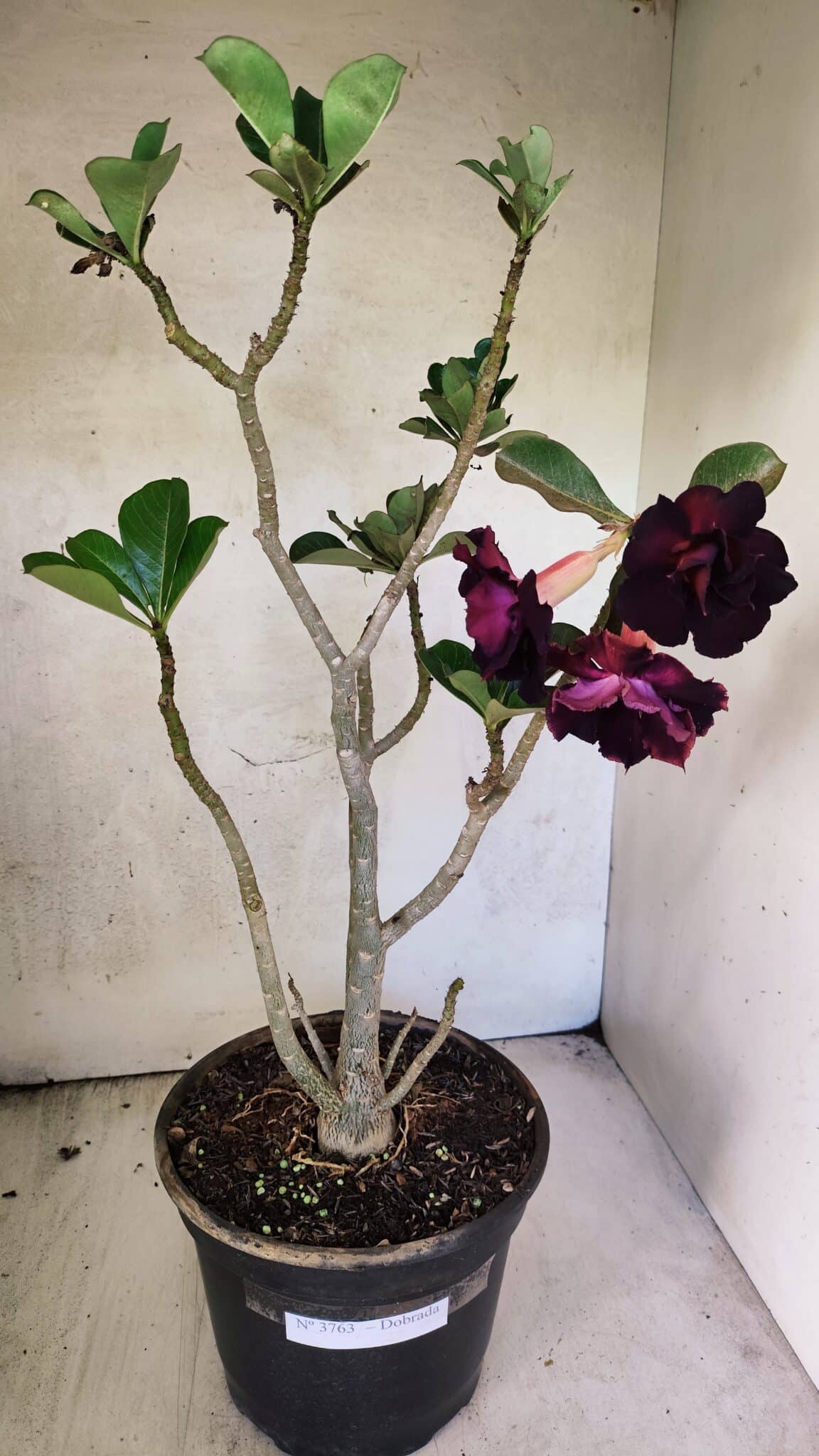 Planta Dobrada 3763 – 50cm – 04 anos - foto 2