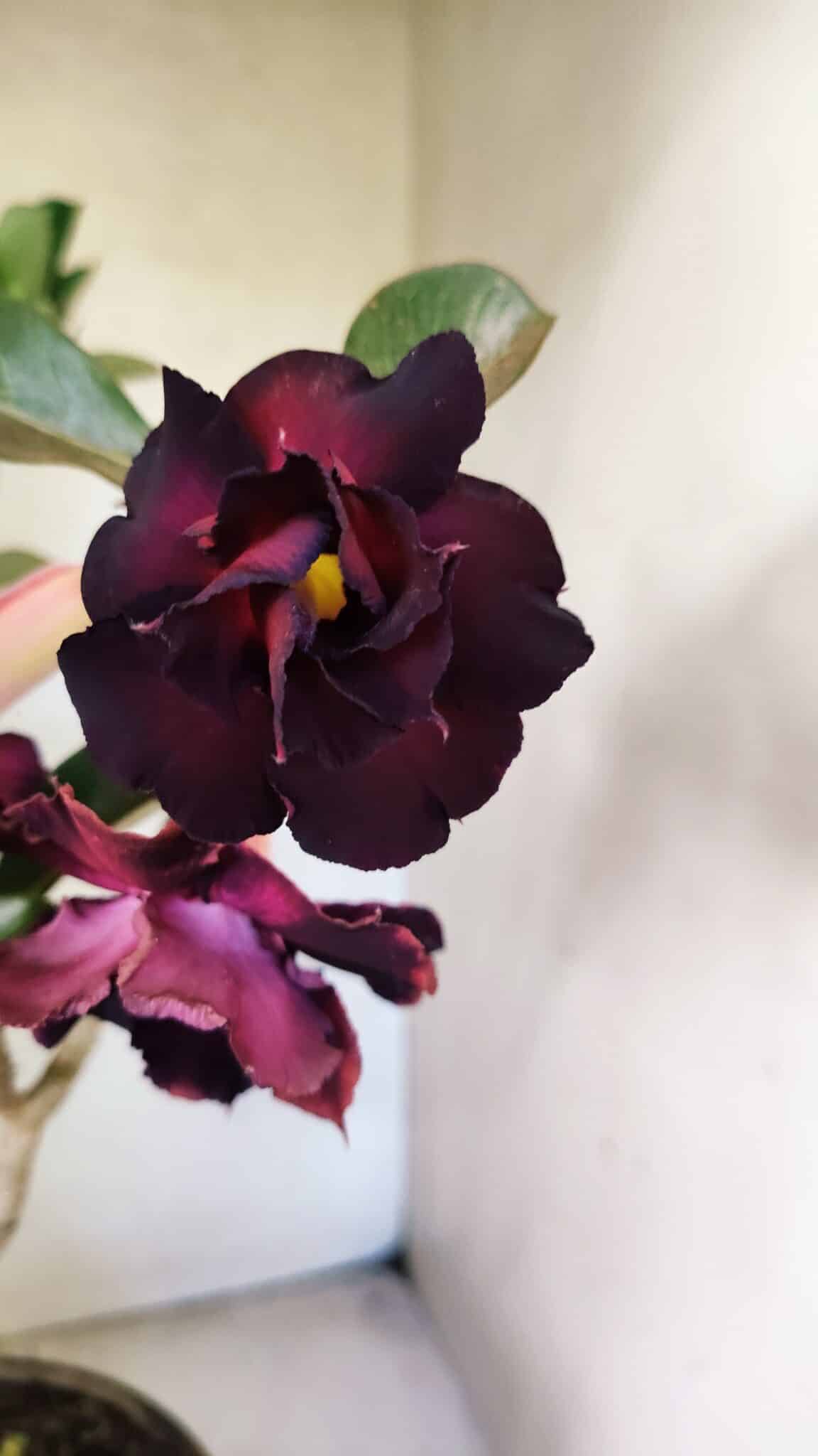 Planta Dobrada 3763 – 50cm – 04 anos - foto 3