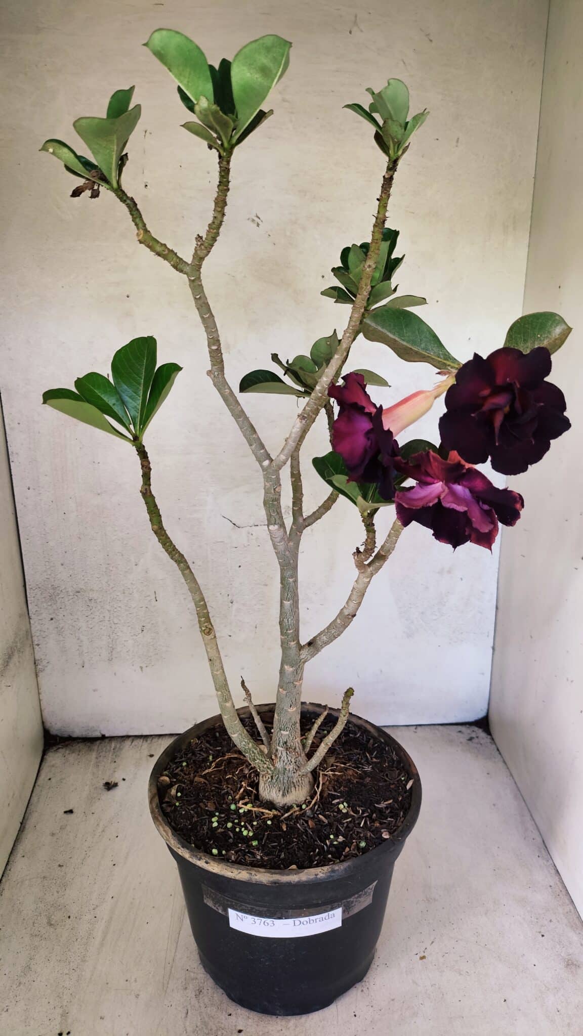 Planta Dobrada 3763 – 50cm – 04 anos - foto 4