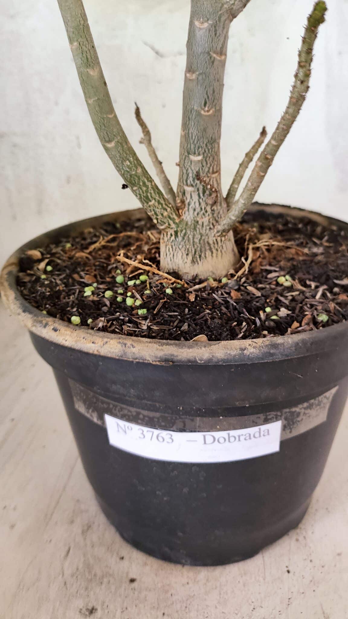 Planta Dobrada 3763 – 50cm – 04 anos - foto 7