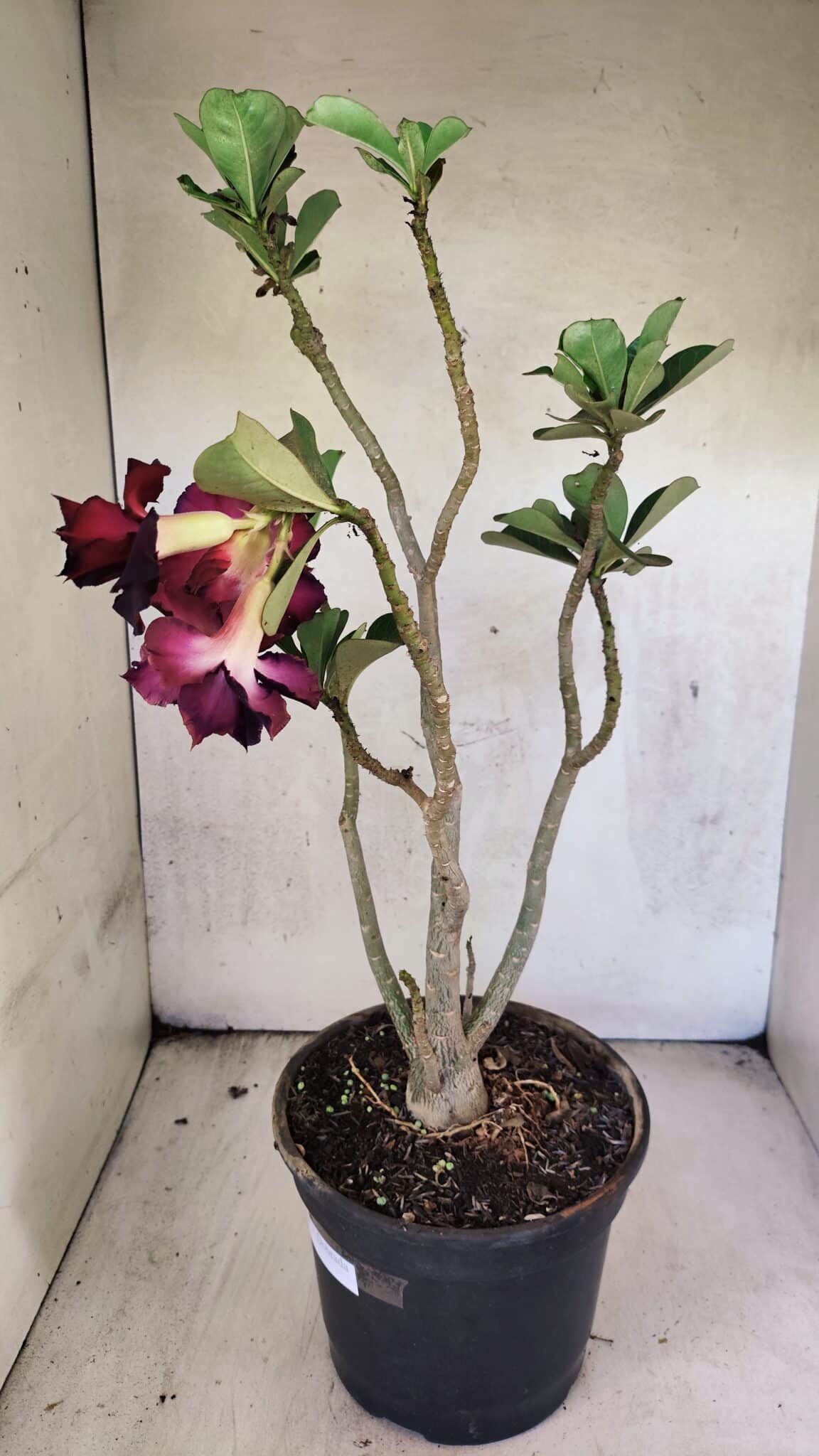 Planta Dobrada 3763 – 50cm – 04 anos - foto 6