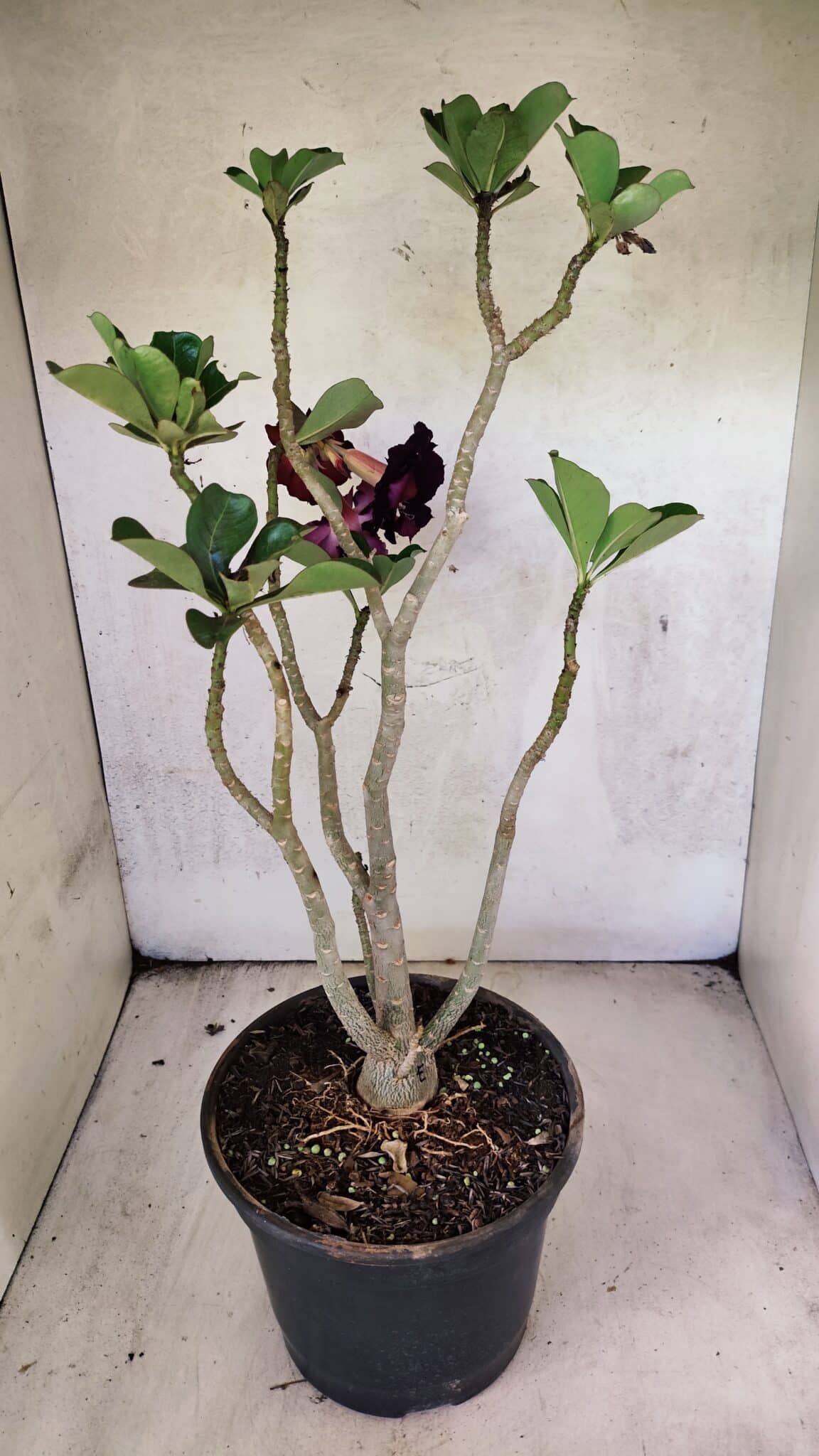 Planta Dobrada 3763 – 50cm – 04 anos - foto 5
