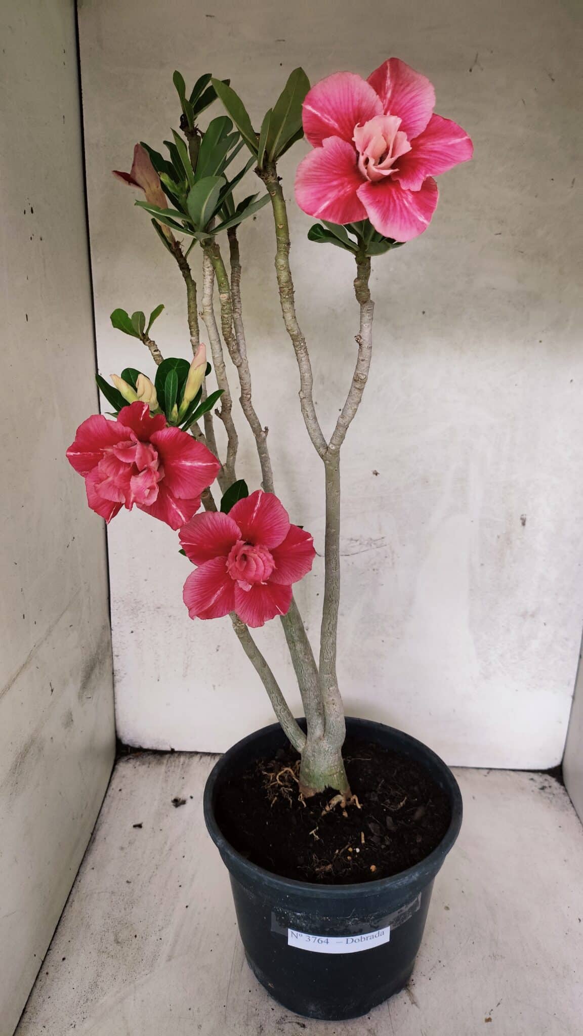 Planta Dobrada 3764 – 50cm – 04 anos - foto 2